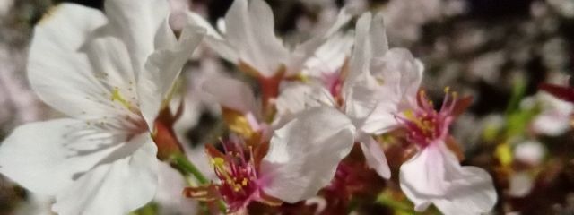 みそ😎✨さんの壁紙画像