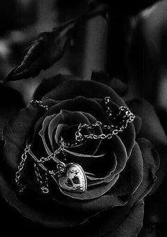黒薔薇は凛と咲く