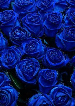 Former Blue Rose Captainã.