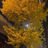 나비🦋さんのアイコン画像