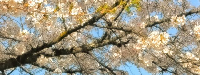 Aさんの壁紙画像