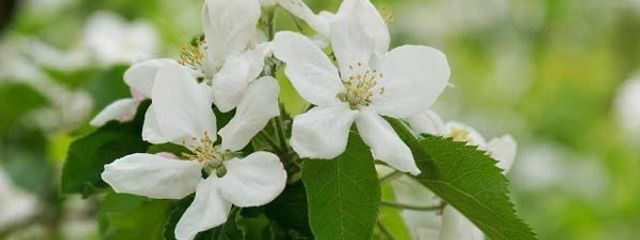 凛さんの壁紙画像