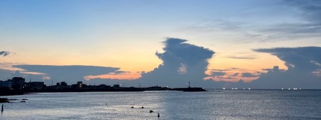 豆柴さんの壁紙画像