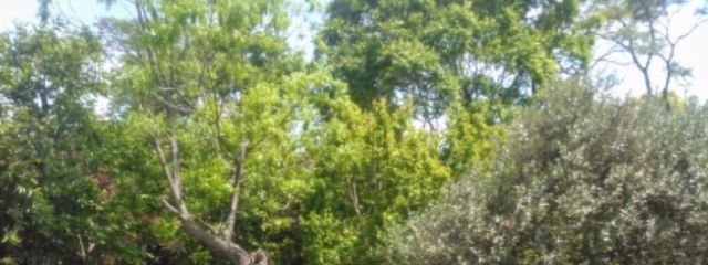 EbidANさんの壁紙画像