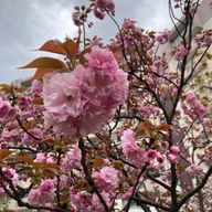 EbidANさんのアイコン画像