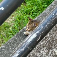 わすすさんのアイコン画像