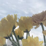 Avaさんのアイコン画像