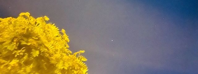 CHERRYさんの壁紙画像