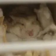 えれな🍅💚同担拒否気味さんのアイコン画像