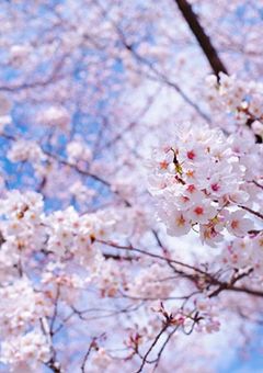 両生徒会長、血の繋がりのない姉弟のようで【gr】