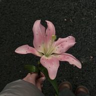 　た　るさんのアイコン画像