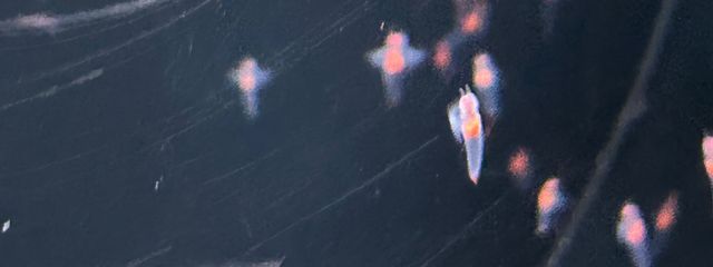 *さんの壁紙画像