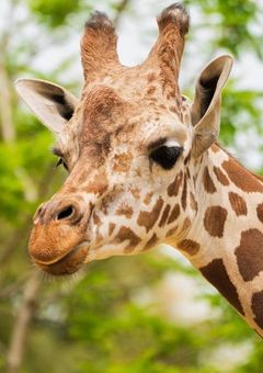 🦒キリンからの招待状✉️