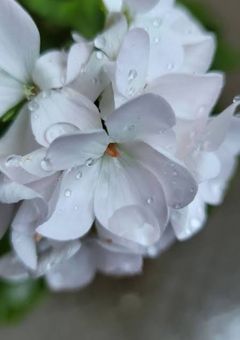 枯れない花を忘れたい 