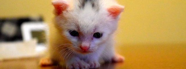 仙石　ユメ@フォロバ100%＠後一ヶ月で6年生（悲しい)さんの壁紙画像