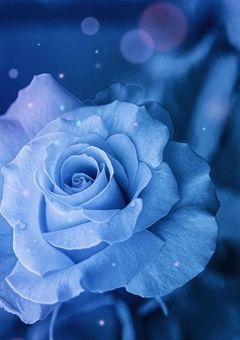 ㅤㅤ#ㅤㅤ不仲の　貴方へ　、　最初で　最後の　片想い　．ㅤㅤ