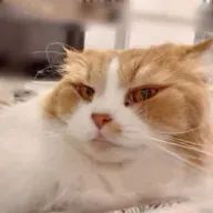 nanafujiさんのアイコン画像