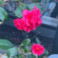 ふじつぼさんのアイコン画像