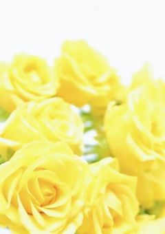 黄色の薔薇の花束を渡してしまった【💗🐶】