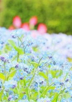 光の粒の中の私/俺達(💫🌌)【💗🐶】