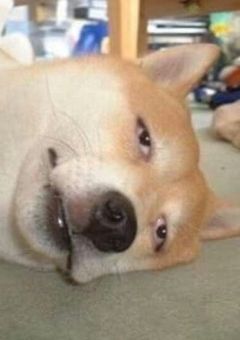 野良の柴犬なのだｿﾞ