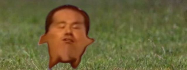 野良の柴犬さんの壁紙画像