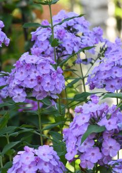 カンパニュラの花束