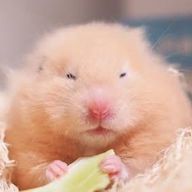 まっちゃさんのアイコン画像