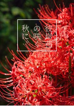 彼岸花の咲く秋に。