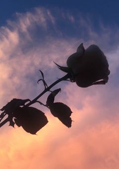 ''Ruri''の推し活部屋💫🌙🐾