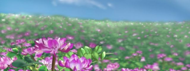 にゃん主さんの壁紙画像