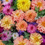 ふじこさんのアイコン画像