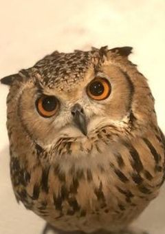 自分について🌲🦉