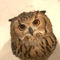 ぽっぽさんのアイコン画像