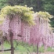 あかねさんのアイコン画像