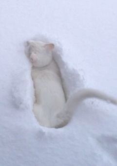 天使の罪と罰。