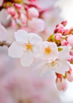 WEST.には妹が出来たようで