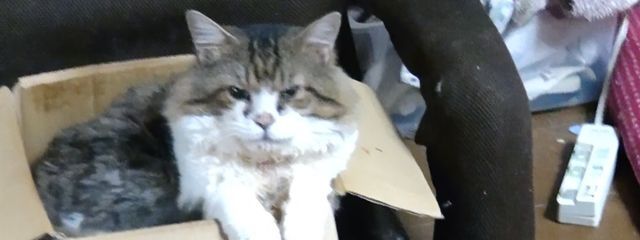 ゆっぴーさんの壁紙画像