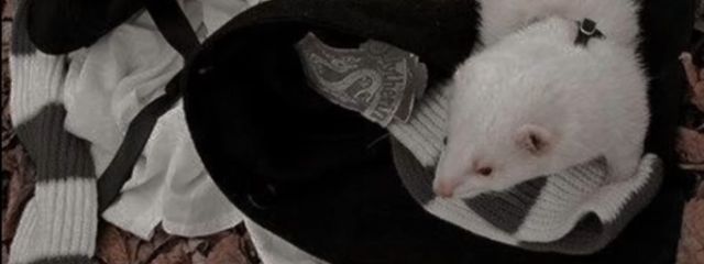 冬眠したいさんの壁紙画像
