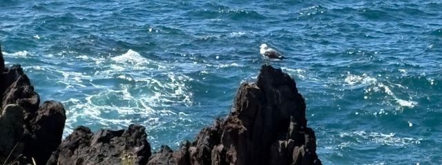 ☆ねこちゃん★さんの壁紙画像