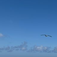 ☆ねこちゃん★さんのアイコン画像