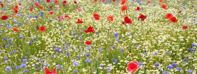 さちさんの壁紙画像