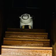 まめきのこ🌙さんのアイコン画像