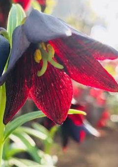 黒百合の花言葉_____