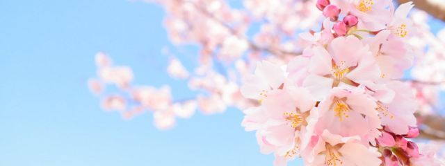 りるちさんの壁紙画像