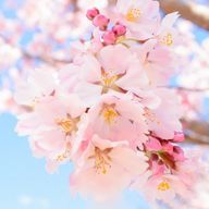 りるちさんのアイコン画像