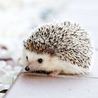 えりんぎ🍄🦔さんのアイコン画像
