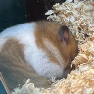 ゆに。さんのアイコン画像