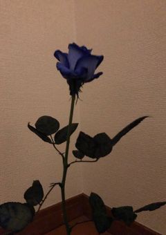同じ苦楽 【青い一輪の薔薇】