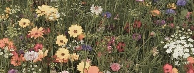 미지さんの壁紙画像